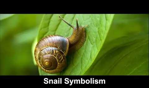 Schneckensymbolik