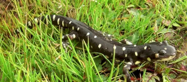 Simbolismo della salamandra