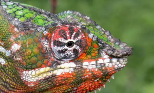 Chameleónska symbolika, chameleónsky význam, chameleónsky totem, chameleónsky sen, správy