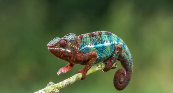 Chameleónska symbolika, chameleónsky význam, chameleónsky totem, chameleónsky sen, správy