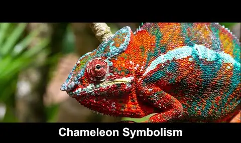 Symbolika chameleónov