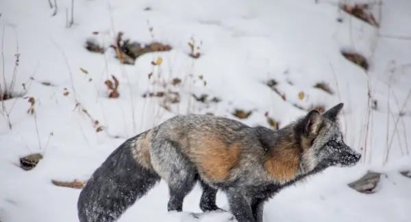 Simbolismo da Raposa