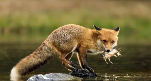 Significado da Raposa