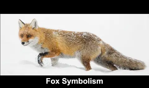 Simbolismo da Raposa