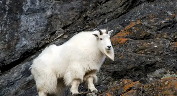 Symbolisme de la chèvre