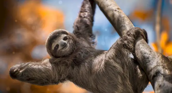 Simbolismo, sogni e messaggi della pigrizia