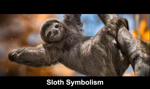 Simbolismo del bradipo