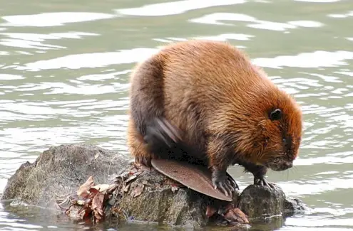 Castor, Mammifères, Messages et totems animaux, Symbolisme du castor, Signification du castor, Totem du castor, Animal spirituel du castor, Rêve du castor