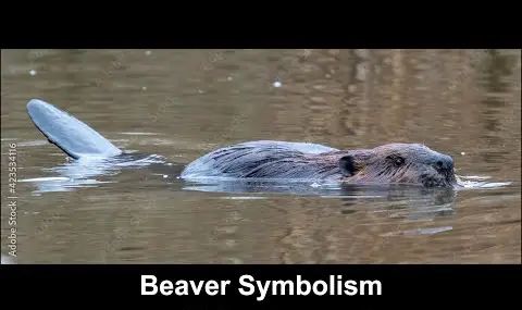 Symbolisme du castor