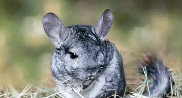 チンチラの象徴性