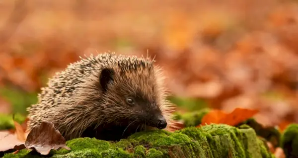 Simbolismo del riccio
