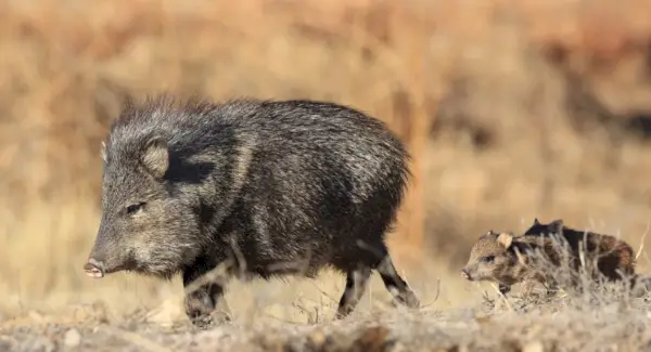 イノシシの意味