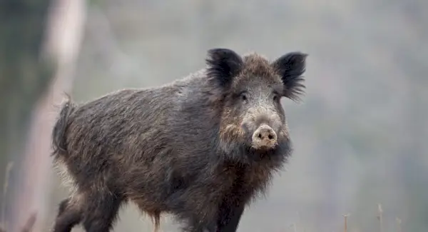 イノシシの象徴性