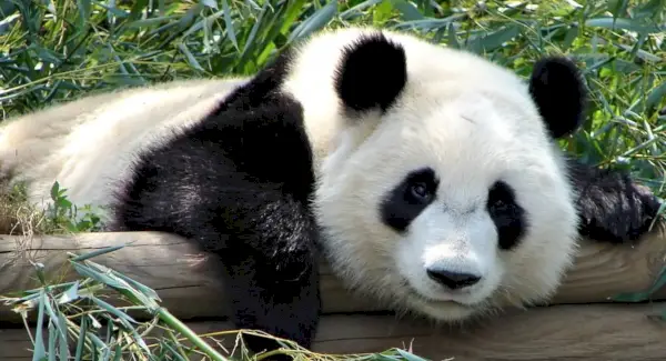 PandaSymbolism, Panda Significado, Panda Totem, Panda Dream, Mensagens