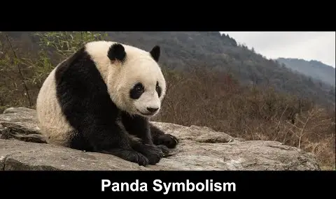 Simbolismo do Panda