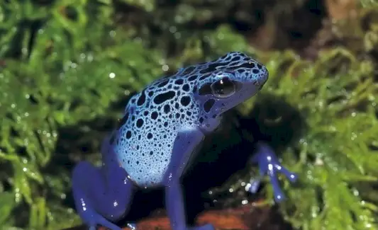 Poison Dart Frog Dream