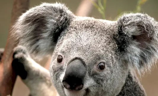 Sueño de koala y mensajes