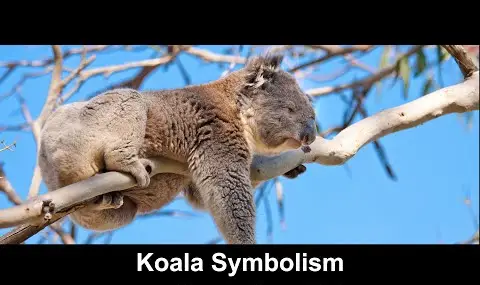 Simbolismo del koala