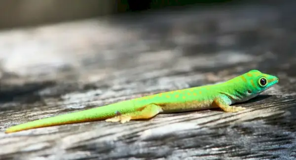 Symbolika zeleného gekona