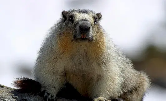 グラウンドホッグの象徴性