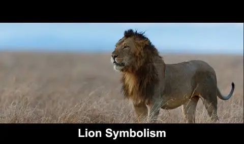 Symbolika lva