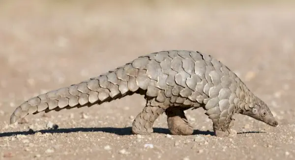 Pangolinská symbolika