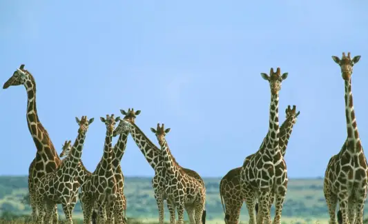 キリンの象徴、キリンの意味、キリンのトーテム、キリンの夢、そしてメッセージ