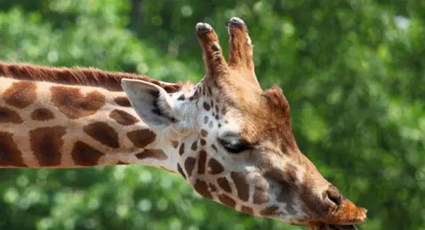 キリンの象徴、キリンの意味、キリンのトーテム、キリンの夢、そしてメッセージ