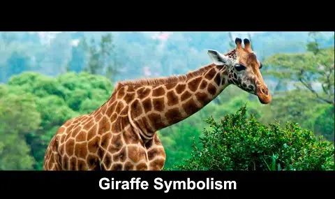 キリンの象徴性