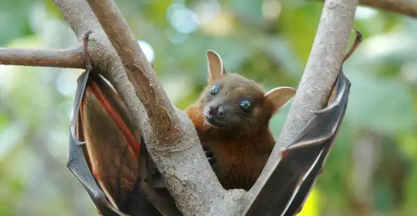 Morcego, Mamíferos, Mensagens e Totens de Animais, Significado do Morcego, Simbolismo do Morcego, Totem do Morcego, Espírito do Morcego Animal, Sonho do Morcego