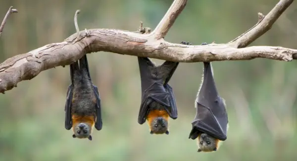 Simbolismo do Morcego