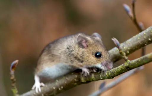 Symbolisme de la souris des champs, signification de la souris, totem de la souris, rêve de la souris et messages