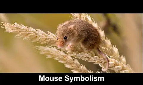 Symbolisme de la souris