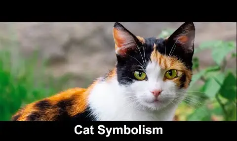 고양이 상징주의