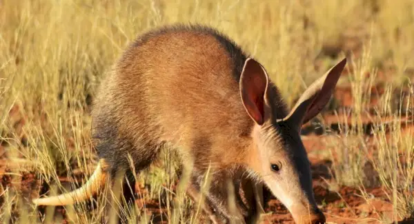 Simbolismo del cerdo hormiguero