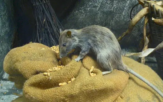 クマネズミの象徴性とメッセージ