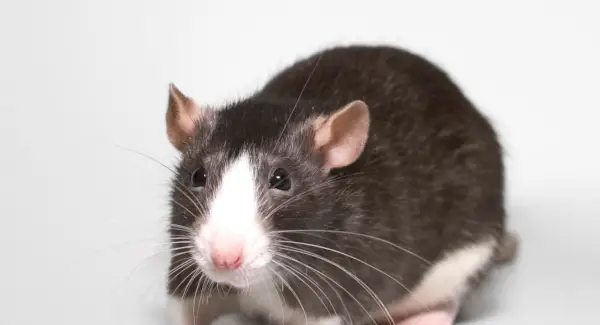 ファンシーラットトーテム、ドリーム