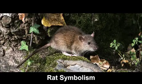 ネズミの象徴性