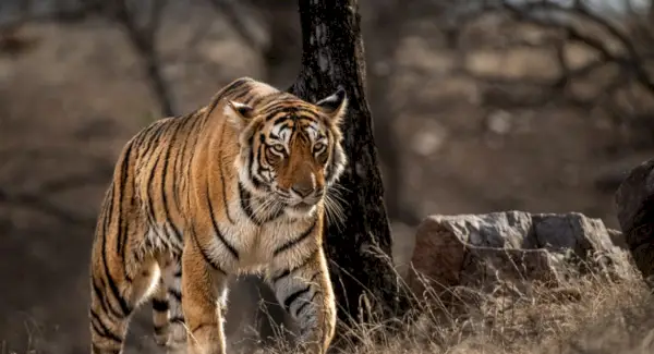 Symbolika tygrysa, sny i przesłania