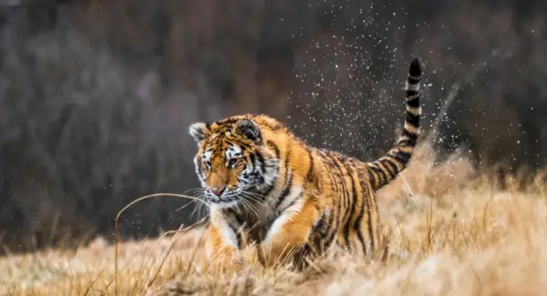 Symbolika tygrysa, sny i przesłania