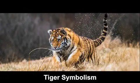 Symbolika tygrysa