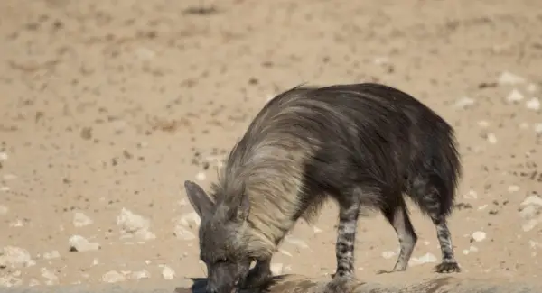 Significato e messaggi della iena maculata