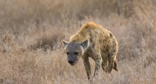 Simbolismo, sogni e totem della iena maculata