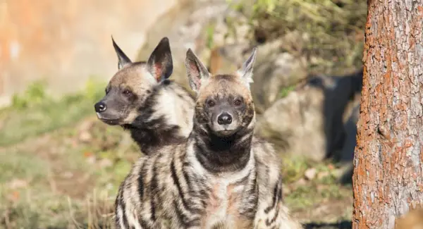 Simbolismo, sogni e totem della iena striata