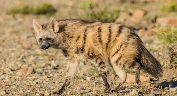 Simbolismo, sogni e totem del Aardwolf