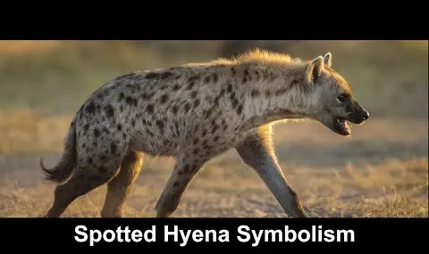 Simbolismo della iena