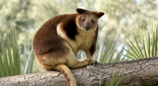Simbolismo do canguru da árvore