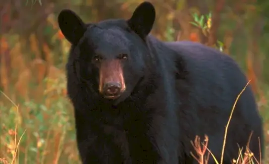 Orso, Mammiferi, Messaggi e totem degli animali, Simbolismo dell'orso, Significato dell'orso, Totem dell'orso, Spirito animale dell'orso, Sogno dell'orso, Lettura delle quattro direzioni