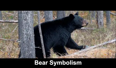 Simbolismo dell'orso