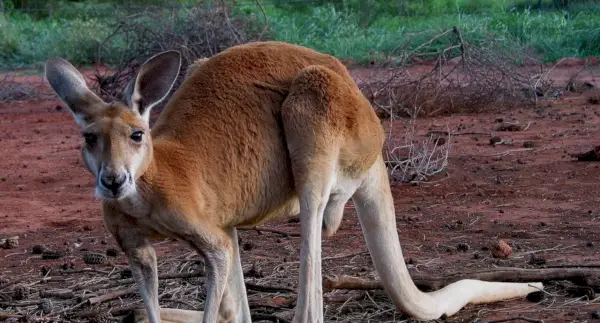 カンガルー, 陸の動物, Spirit-Animals.com, カンガルーの象徴, カンガルーの意味, カンガルーのトーテム, カンガルーの夢, メッセージ